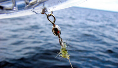 Spiny water fleas on a lure